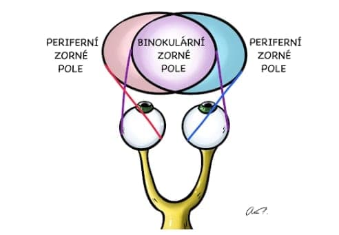 Kvíz fyziologie smyslů