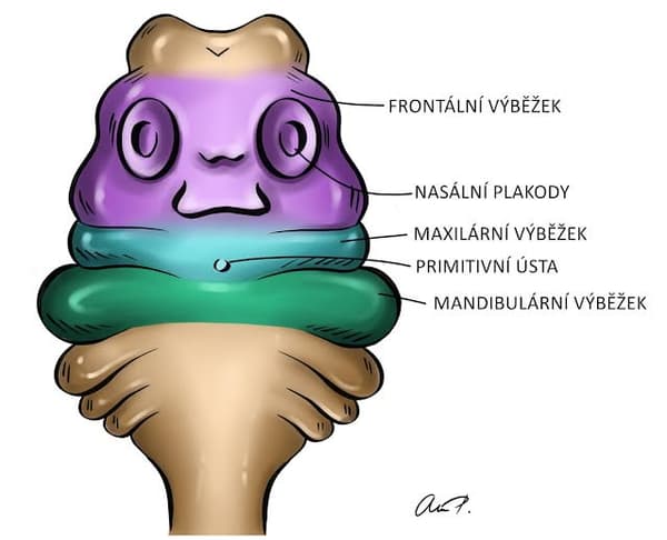 Superkvíz z embryologie